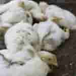 Bird flu knocks in Jharkhand, 9 month old child infected