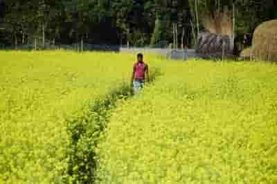 SC orders status quo on environmental release of GM mustard