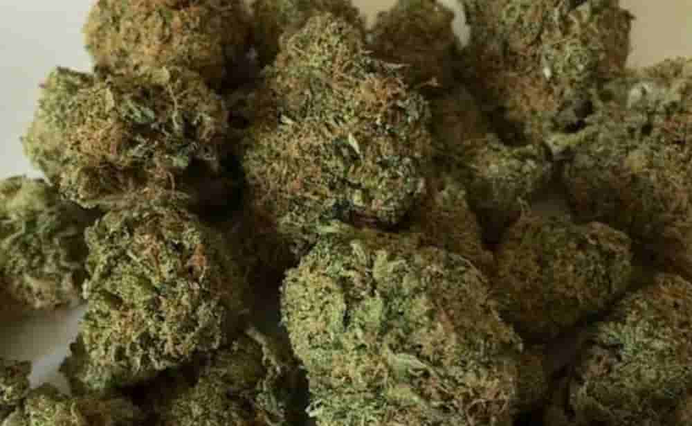 Ganja worth over Rs 10 lakh seized in J’khand, one held
