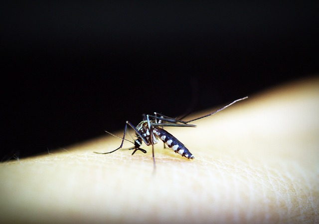 India saw 28% reduction in malaria cases last year: WHO