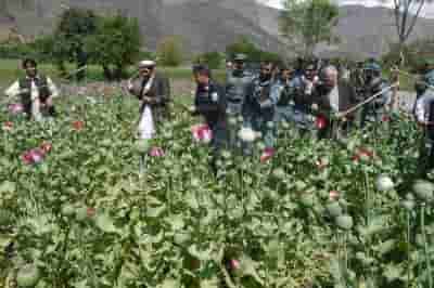 Afghanistan's opium poppy cultivation down 95% following drug ban
