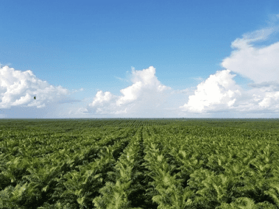 ‘No Palm Oil’ Label is a Marketing Gimmick, Not a Health Fact: IFBA