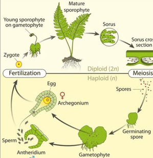 Researchers discover fern capable of independent gametophyte life