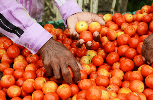 Vehicle transporting tomatoes to market robbed in B'luru