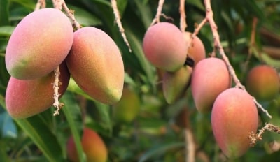 Adverse weather conditions may hit mango crops in UP: Experts