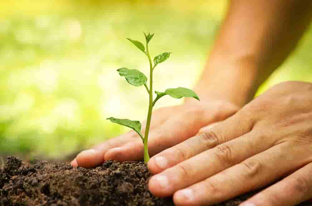 Tree plantation in RIMS campus before World Anesthesia Day, awareness program to be organized on Monday