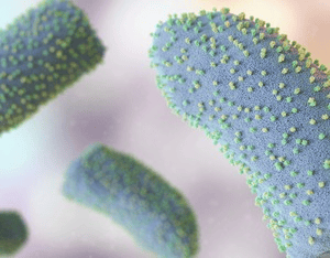 Vector control, hygiene & awareness key to control Chandipura virus: Experts