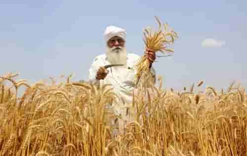 Cabinet approves up to 9% hike in MSP of wheat, other major Rabi crops