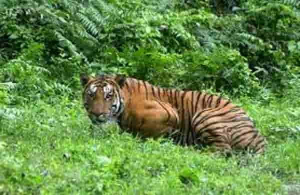 Tiger mauls woman to death at Ranthambore park