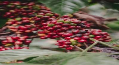 Coffee waste can boost forest recovery: Study