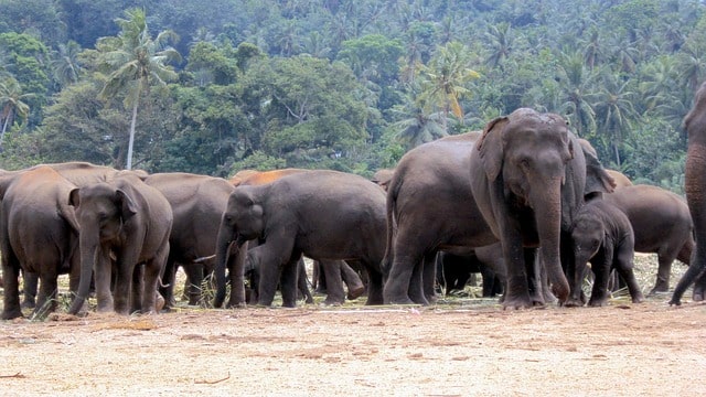 Elephants create havoc in Jainagar of Koderma